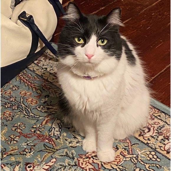 Meet your Posher, Virginia - Picture 3 of 4